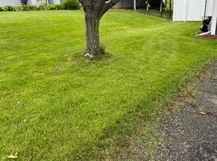 Bryan G.'s Lawn Mowing Service service result