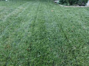 Steven N.'s Lawn Care service result