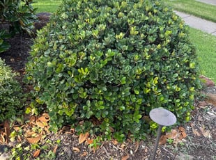 Jeffrey A.'s Bush Trimming service result