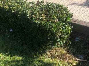 Bush Trimming by Edgar Gallardo for Angie R. in Corona, CA
