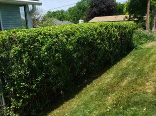 Bush Trimming by Ron Sullivan for Jessica J. in Omaha, NE