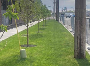 Erick M.'s Lawn Maintenance service result