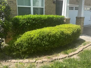 Bush Trimming by Martin Stovall for Steven B. in Suffolk, VA