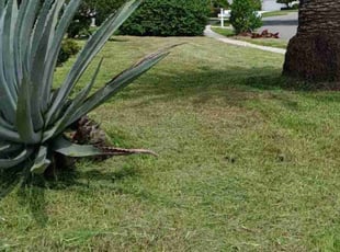 Tonya T.'s Yard Cutting service result