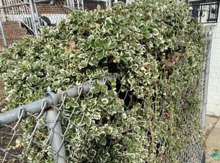 Bush Trimming by Eric Brooks for Caleb O. in Philadelphia, PA