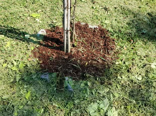 Mulching by Mike Rodgers for Diana B. in Jacksonville, FL