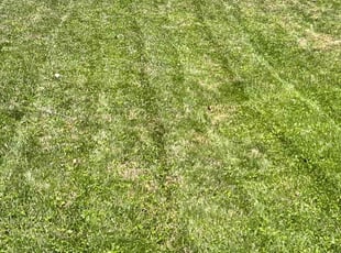 Yvonne C.'s Lawn Service service result