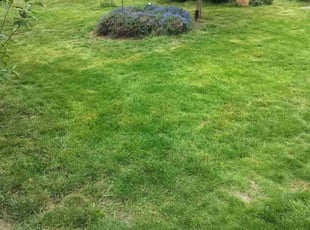 Mike D.'s Lawn Service service result
