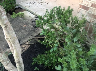 Weeding by Yardsy Fardsy Incorporated for Gretchen T. in Pearland, TX