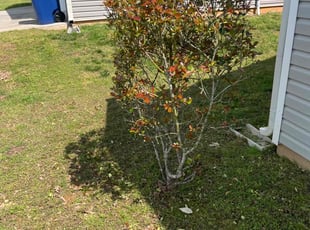 Bush Trimming by Milton Rodriguez for Shanel C. in Dallas, GA