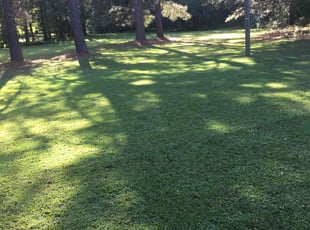 Samantha H.'s Yard Cutting service result