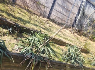 Weeding by Allan Roberts for Jinah B. in Washington, DC