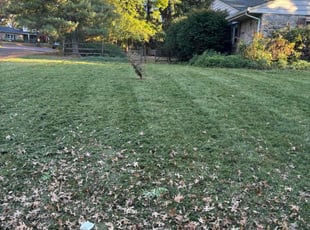 Maureen M.'s Lawn Service service result