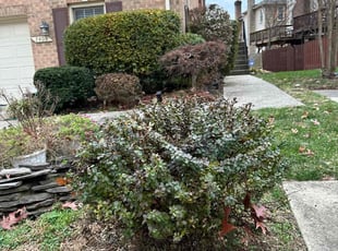 Bush Trimming by Jose M Rodriguez for Amy S. in Alexandria, VA