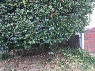 Bush Trimming by David Wilson for Janeih B. in Norfolk, VA