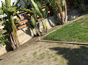 Leaf Removal by Santos Pereira for Devin C. in Los Angeles, CA