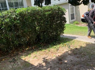 Bush Trimming by James Barkley for William B. in Tallahassee, FL