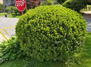 Bush Trimming by Daniel Scott for Hannah D. in Valhalla, NY