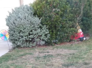 Bush Trimming by Merced Rodriguez for Alicia T. in Hutto, TX