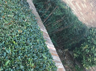 Bush Trimming by Emir Catalan for Courtney C. in Dallas, TX