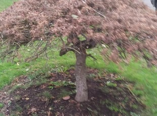 Bush Trimming by Brandon Young for Todd P. in Beaverton, OR