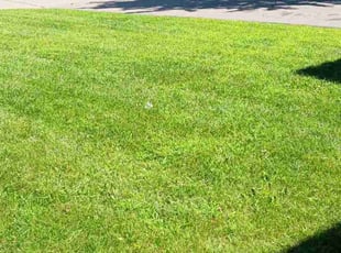 Jeff K.'s Grass Cutting service result