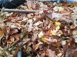 Leaf Removal by Elisha Nelson for Liya S. in Powell, OH