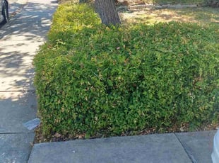 Bush Trimming by Katrina Keener for Mark W. in Tracy, CA