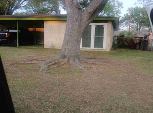 Leaf Removal by Crystal Sims for Melanie A. in Longview, TX