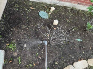 Weeding by Quentin Morgan for Jay P. in Argyle, TX