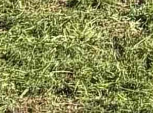 Ashley C.'s Weeding service result