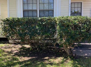 Bush Trimming by Jose Pineda for Lupe A. in Corpus Christi, TX