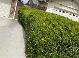 Bush Trimming by Luis Enrique Rafael chavez for Joan C. in San Jose, CA