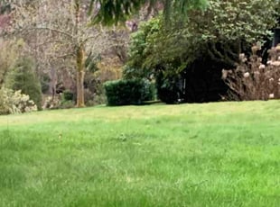 William L.'s Grass Cutting service result