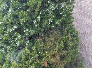 Bush Trimming by Daniel Burton for Kellie K. in Orland Park, IL