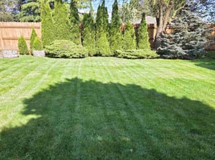 Mitchell S.'s Grass Cutting service result