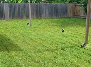 Denise M.'s Lawn Care service result