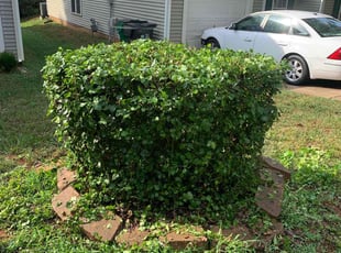 Bush Trimming by Austin Boozer for Ahmed D. in Charlotte, NC