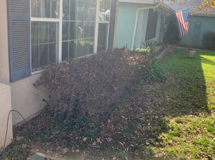 Bush Trimming by Jonathan Allen for Lawn S. in Sacramento, CA