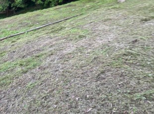 Bush Trimming by Dylan Rhodes for Coletta G. in Kannapolis, NC