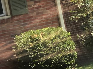 Bush Trimming by Marcus Ricks for Kenneth M. in Newport News, VA