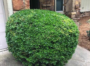 Bush Trimming by Paul Handley for Philip B. in Tulsa, OK