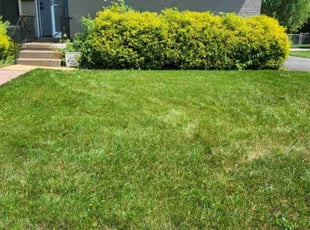 Shelley B.'s Lawn Mowing service result