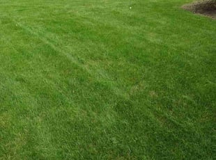 Steve A.'s Lawn Mowing service result