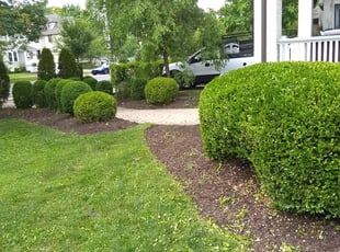 Bush Trimming by Juan Ocampo for Ryan W. in La Grange, IL