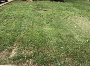 Bush Trimming by Mark Anderson for Sharon D. in St. Louis, MO