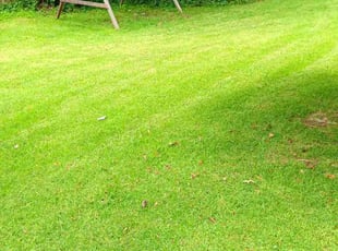 Heidi R.'s Lawn Mowing service result