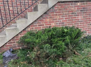 Bush Trimming by Eduardo Guzman for Maria c. in Chantilly, VA