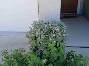 Bush Trimming by Efrain Perez for Arza B. in Richmond, TX