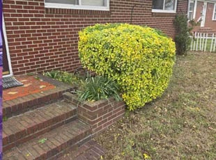 Bush Trimming by Anthony Brown for ETHAN H. in Portsmouth, VA